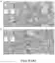 Fig. 52 - CFTR MRNA compositions and related methods and uses