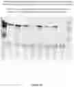 Fig. 57 - CFTR MRNA compositions and related methods and uses