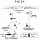 Fig. 02 - Modified pT7/T7 Polymerase System for Sustained shRNA Expression in Cytoplasm and Liposome Transporter Comprising the Same