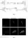 Fig. 11 - Antimicrobial poly(alkylated imidazolium) salts