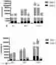 Fig. 01 - METHOD FOR GENERATING T CELLS PROGENITORS