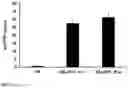 Fig. 04 - DUAL FUNCTION ENGINEERED T CELLS WITH HPV E6 SPECIFICITY AND PD-1 BLOCKADE