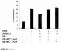 Fig. 08 - DUAL FUNCTION ENGINEERED T CELLS WITH HPV E6 SPECIFICITY AND PD-1 BLOCKADE