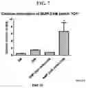 Fig. 08 - COMPOSITION FOR PREVENTING OR TREATING BONE DISEASES WHICH HAS EXCELLENT BONE REGENERATION EFFECT