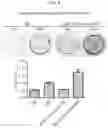 Fig. 09 - COMPOSITION FOR PREVENTING OR TREATING BONE DISEASES WHICH HAS EXCELLENT BONE REGENERATION EFFECT