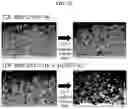 Fig. 22 - COMPOSITION FOR PREVENTING OR TREATING BONE DISEASES WHICH HAS EXCELLENT BONE REGENERATION EFFECT