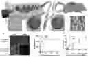 Fig. 01 - FasL-engineered biomaterials with immunomodulatory function