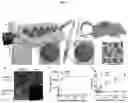 Fig. 02 - FasL-engineered biomaterials with immunomodulatory function
