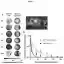 Fig. 03 - FasL-engineered biomaterials with immunomodulatory function