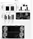 Fig. 11 - FasL-engineered biomaterials with immunomodulatory function