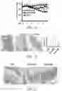 Fig. 02 - COMPOSITIONS AND METHODS FOR TREATMENT OF INTESTINAL INFLAMMATION AND COLON CANCER