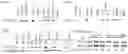 Fig. 02 - Compositions and methods for preventing and reducing inflammation and treating disorders associated with inflammation