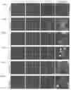 Fig. 09 - Compositions and methods for preventing and reducing inflammation and treating disorders associated with inflammation