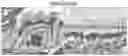 Fig. 01 - Compositions and methods for delivering lypophilic agents to dental pulp and for enhancing dentin production