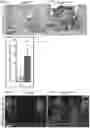 Fig. 06 - Compositions and methods for delivering lypophilic agents to dental pulp and for enhancing dentin production