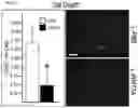 Fig. 12 - Compositions and methods for delivering lypophilic agents to dental pulp and for enhancing dentin production