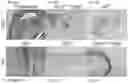 Fig. 16 - Compositions and methods for delivering lypophilic agents to dental pulp and for enhancing dentin production
