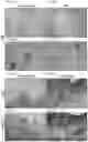 Fig. 18 - Compositions and methods for delivering lypophilic agents to dental pulp and for enhancing dentin production