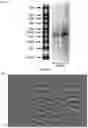 Fig. 02 - Methods and products for nucleic acid production and delivery