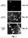 Fig. 02 - Methods and compositions for CNS delivery of iduronate-2-sulfatase