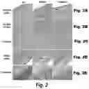 Fig. 03 - Methods and compositions for CNS delivery of iduronate-2-sulfatase