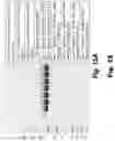 Fig. 20 - Methods and compositions for CNS delivery of iduronate-2-sulfatase