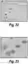 Fig. 25 - Methods and compositions for CNS delivery of iduronate-2-sulfatase