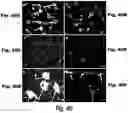 Fig. 34 - Methods and compositions for CNS delivery of iduronate-2-sulfatase