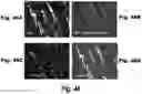 Fig. 40 - Methods and compositions for CNS delivery of iduronate-2-sulfatase