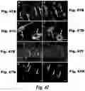 Fig. 41 - Methods and compositions for CNS delivery of iduronate-2-sulfatase