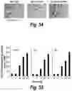 Fig. 46 - Methods and compositions for CNS delivery of iduronate-2-sulfatase