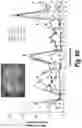 Fig. 49 - Methods and compositions for CNS delivery of iduronate-2-sulfatase