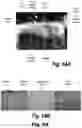 Fig. 53 - Methods and compositions for CNS delivery of iduronate-2-sulfatase