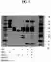 Fig. 04 - METHODS AND COMPOSITIONS FOR MODULATING FGF23 LEVELS