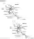Fig. 01 - Novel Method of Treating Macular Degeneration Using Botulinum Toxin-Based Pharmaceuticals
