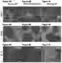 Fig. 07 - Compositions and Methods for Antigen-Specific Tolerance