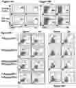 Fig. 24 - Compositions and Methods for Antigen-Specific Tolerance