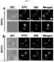 Fig. 05 - NANOEMULSION COMPRISING IMIDAZOQUINOLINE-BASED MATERIAL AND USE THEREOF