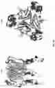 Fig. 06 - AGONIST ANTIBODIES THAT BIND HUMAN CD137 AND USES THEREOF