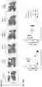 Fig. 20 - AGONIST ANTIBODIES THAT BIND HUMAN CD137 AND USES THEREOF