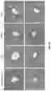 Fig. 25 - AGONIST ANTIBODIES THAT BIND HUMAN CD137 AND USES THEREOF