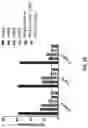 Fig. 33 - AGONIST ANTIBODIES THAT BIND HUMAN CD137 AND USES THEREOF