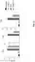 Fig. 35 - AGONIST ANTIBODIES THAT BIND HUMAN CD137 AND USES THEREOF