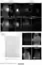 Fig. 03 - Peptides whose uptake in cells is controllable
