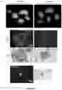 Fig. 07 - Peptides whose uptake in cells is controllable