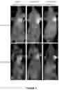Fig. 08 - Peptides whose uptake in cells is controllable
