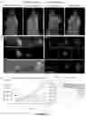 Fig. 13 - Peptides whose uptake in cells is controllable