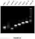 Fig. 31 - Peptides whose uptake in cells is controllable