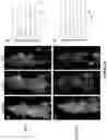 Fig. 33 - Peptides whose uptake in cells is controllable