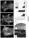 Fig. 37 - Peptides whose uptake in cells is controllable